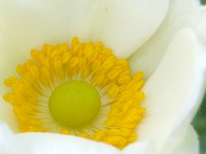 Hvid blomst med gul midte.jpg